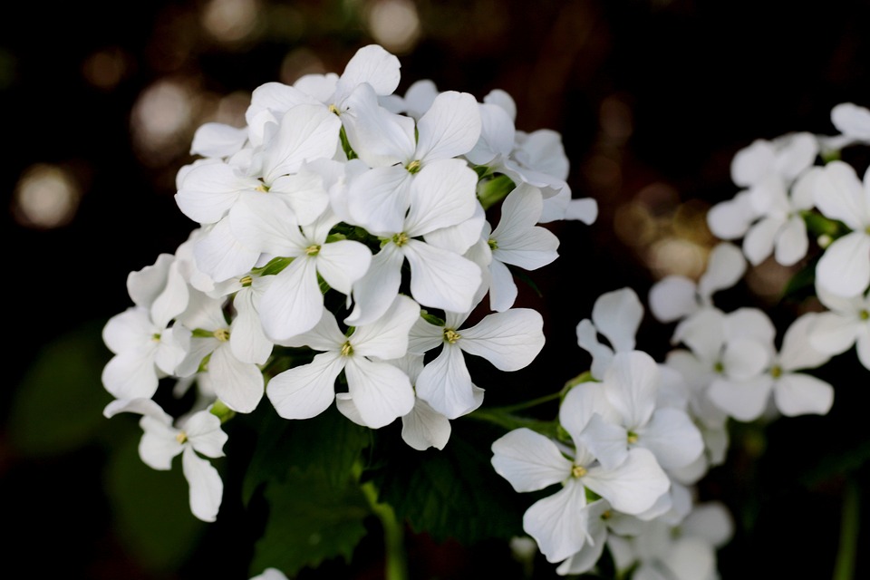 wit bloeiende inheemse tuinplanten voor in de schaduw